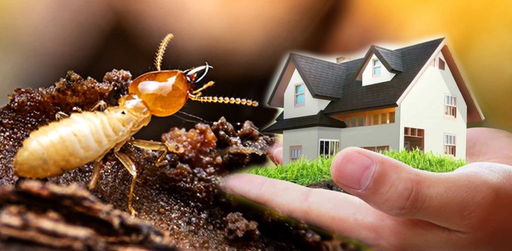 Tindale Pest Control: Leading the Way in Comprehensive Termite Control and Lawn Treatments in Ocala, FL